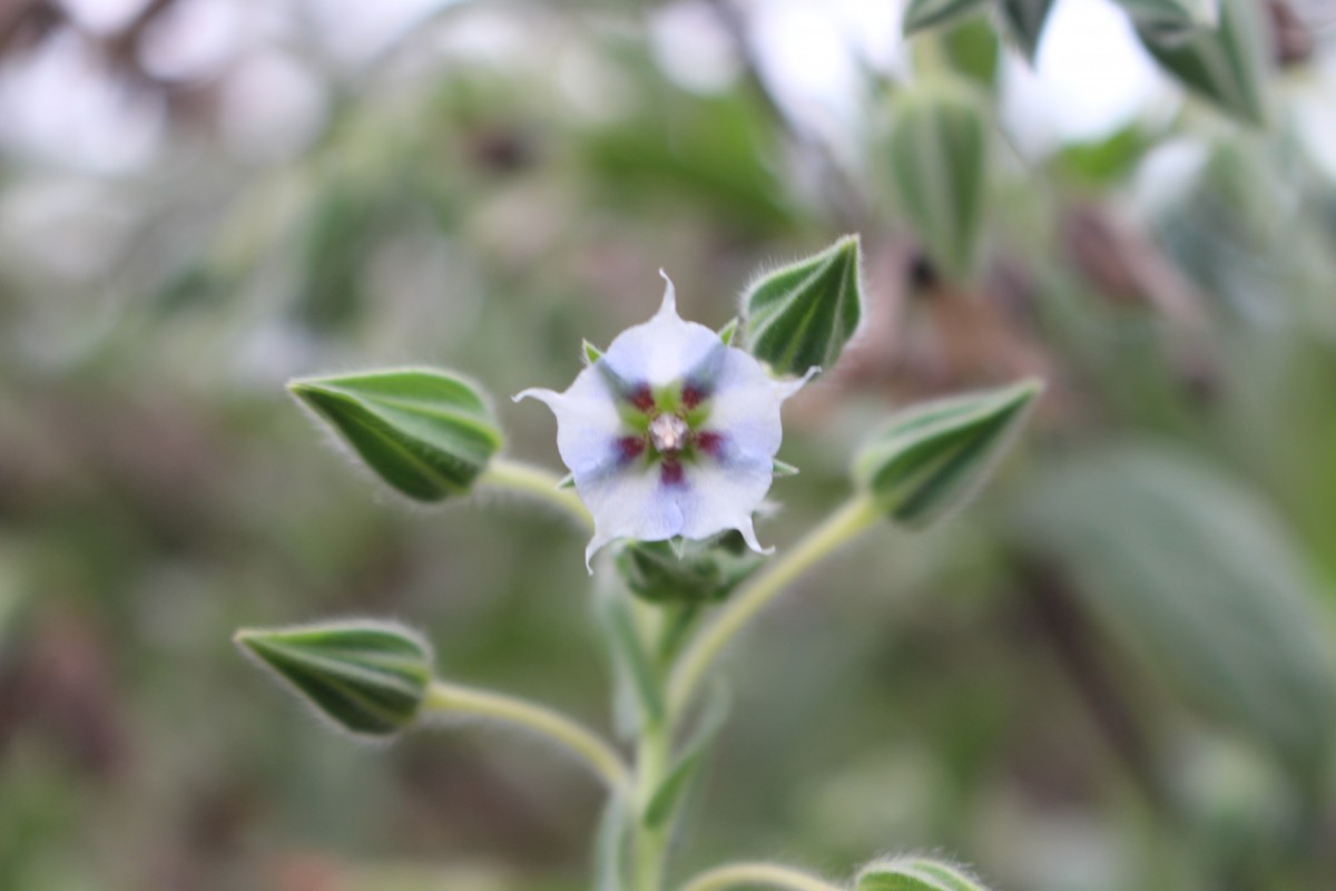 Trichodesma zeylanicum (Burm.f.) R.Br.